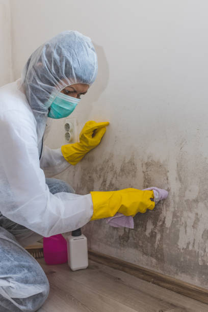 Best Mold Remediation for Healthcare Facilities  in Hinckley, IL