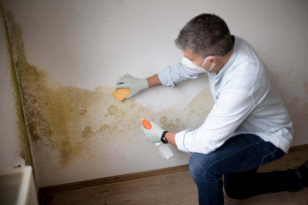 Best Mold Odor Removal Services  in Hinckley, IL