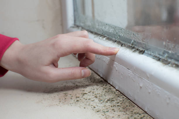 Best Commercial Mold Inspection  in Hinckley, IL